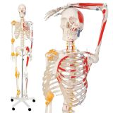 Jago Anatomická kostra so svalmi, šľachami a plagátom