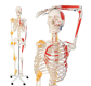 Jago Anatomická kostra so svalmi, šľachami a plagátom
