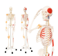 Jago Anatomická kostra so svalmi, šľachami a plagátom