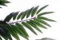 Umelá kvetina - Kokosová palma 150 cm