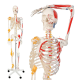 JAGO Anatómia človeka-kostra s detailmi maľby svalov, 181 cm