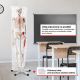 JAGO Anatómia človeka-kostra s detailmi maľby svalov, 181 cm