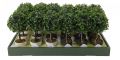 Umelá kvetina - Buxus - 23 cm, 2 farby kvetináča
