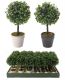 Umelá kvetina - Buxus - 23 cm, 2 farby kvetináča