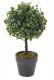 Umelá kvetina - Buxus - 23 cm, 2 farby kvetináča